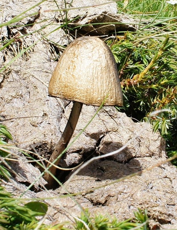 zvonovec Panaeolus sp.