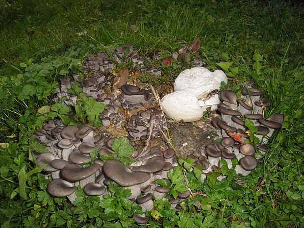 hliva ustricovitá modrastá Pleurotus columbinus Quél.