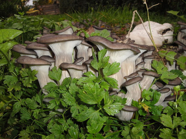 hliva ustricovitá modrastá Pleurotus columbinus Quél.