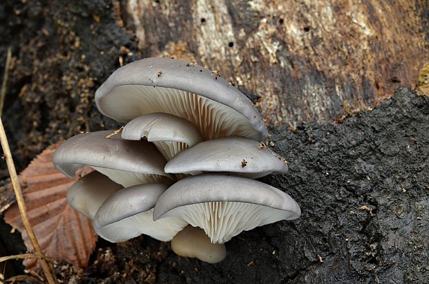 hliva ustricovitá Pleurotus ostreatus (Jacq.) P. Kumm.