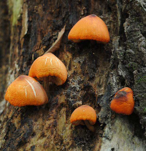 štítovka šarlátová Pluteus aurantiorugosus (Trog) Sacc.