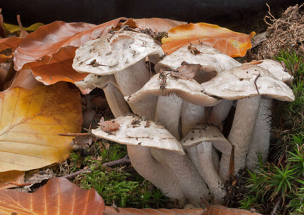 drobuľka vláknitošupinkatá Psathyrella cotonea (Quél.) Konrad & Maubl.