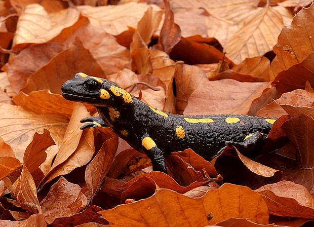 Salamandra škvrnitá Salamandra salamandra