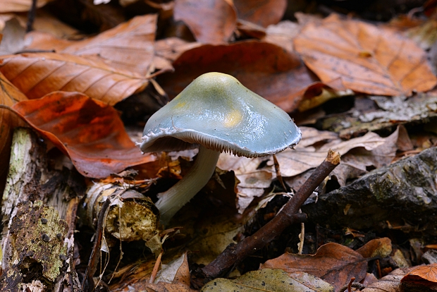 golierovka zelenomodrá Stropharia caerulea Kreisel