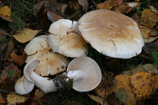 čirůvka běložlutavá Tricholoma stiparophyllum (S. Lundell) P. Karst.