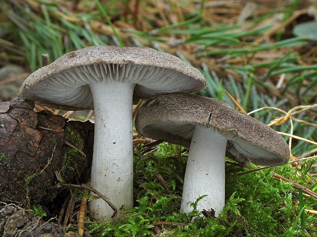 čírovka zemná Tricholoma terreum (Schaeff.) P. Kumm.