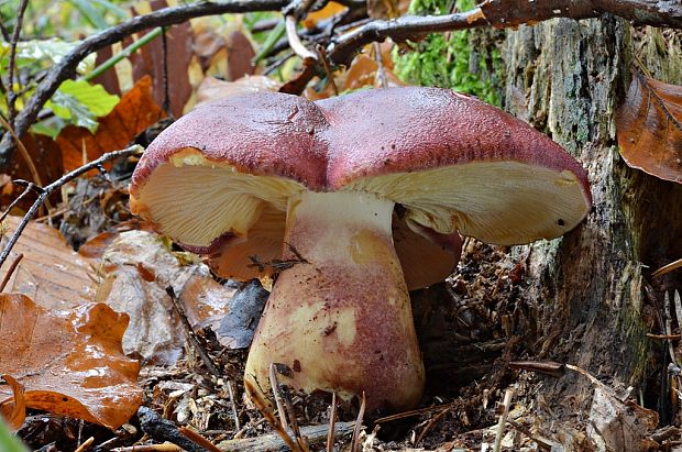 čírovec červenožltý Tricholomopsis rutilans (Schaeff.) Singer