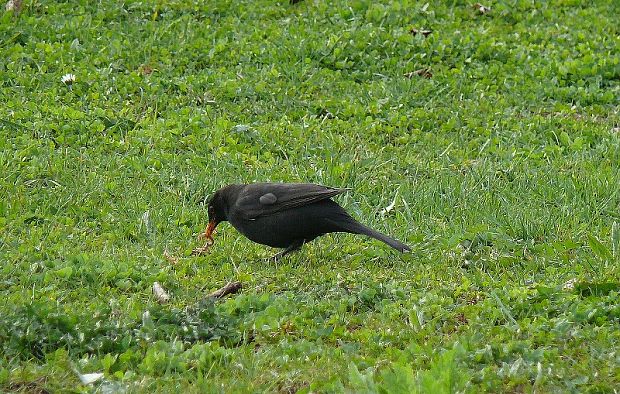 kos černý - Drozd čierny Turdus merula