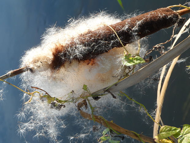 pálka širokolistá Typha latifolia L.