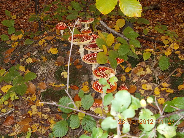 muchotrávka červená Amanita muscaria (L.) Lam.