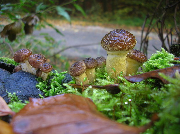 pri ceste (podpňovka) Armillaria sp.