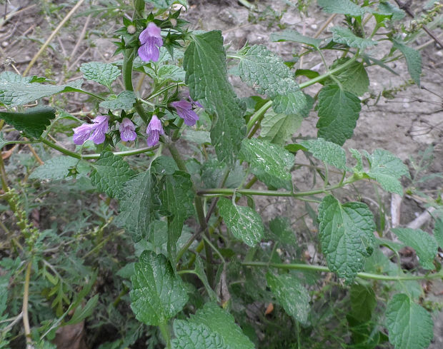 balota čierna pravá Ballota nigra subsp. nigra