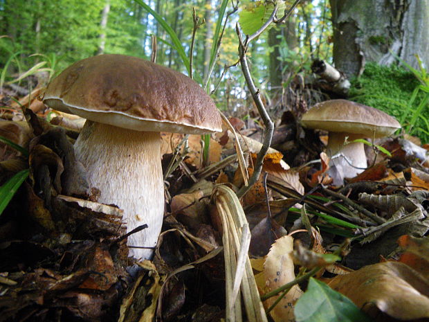 hríb smrekový Boletus edulis Bull.