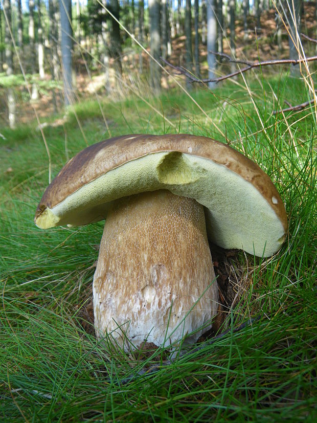 hríb smrekový Boletus edulis Bull.