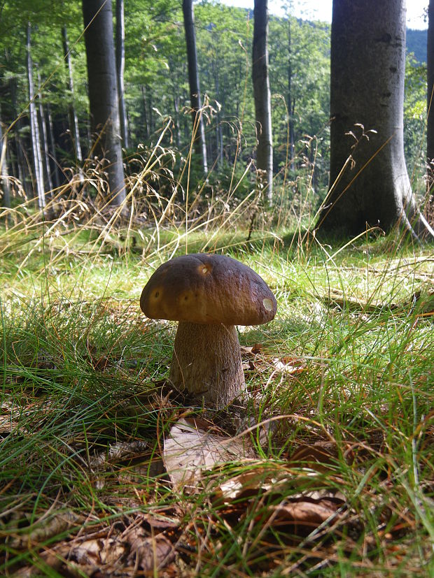 hríb smrekový Boletus edulis Bull.