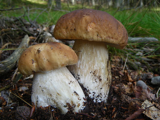 hríb smrekový Boletus edulis Bull.