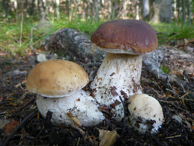 hríb smrekový Boletus edulis Bull.