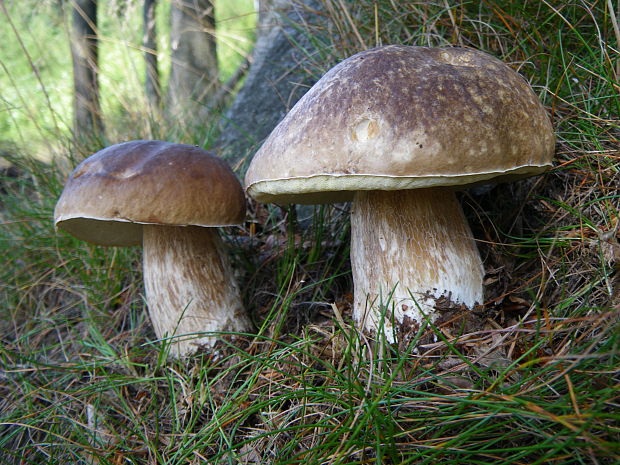 hríb smrekový Boletus edulis Bull.