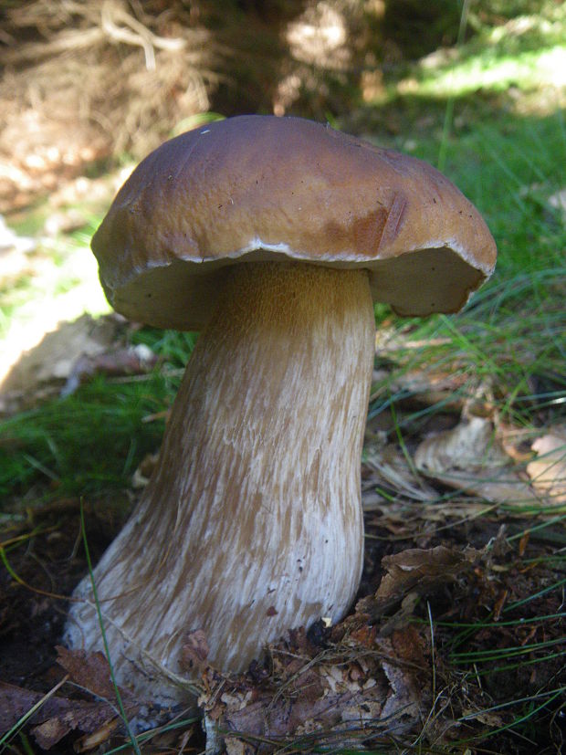 hríb smrekový Boletus edulis Bull.