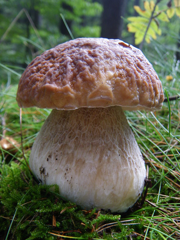 hríb smrekový Boletus edulis Bull.