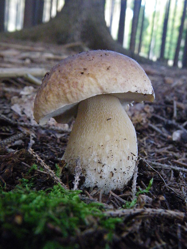 hríb smrekový Boletus edulis Bull.