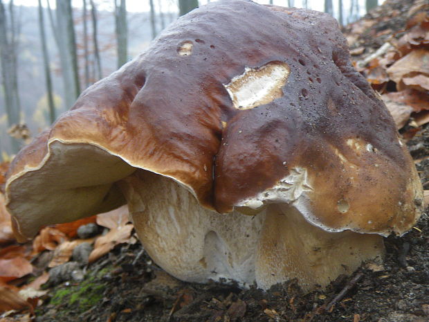 hríb smrkový Boletus edulis Bull.