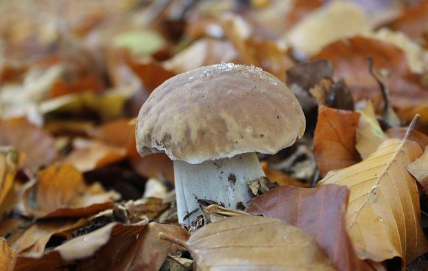 hríb smrekový Boletus edulis Bull.