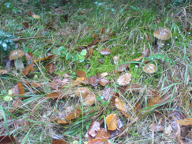 hríb smrekový Boletus edulis Bull.