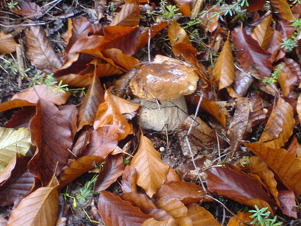 hríb smrekový Boletus edulis Bull.