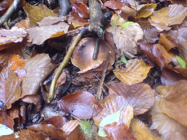 hríb smrekový Boletus edulis Bull.