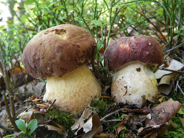 hríb sosnový Boletus pinophilus Pil. et Dermek in Pil.