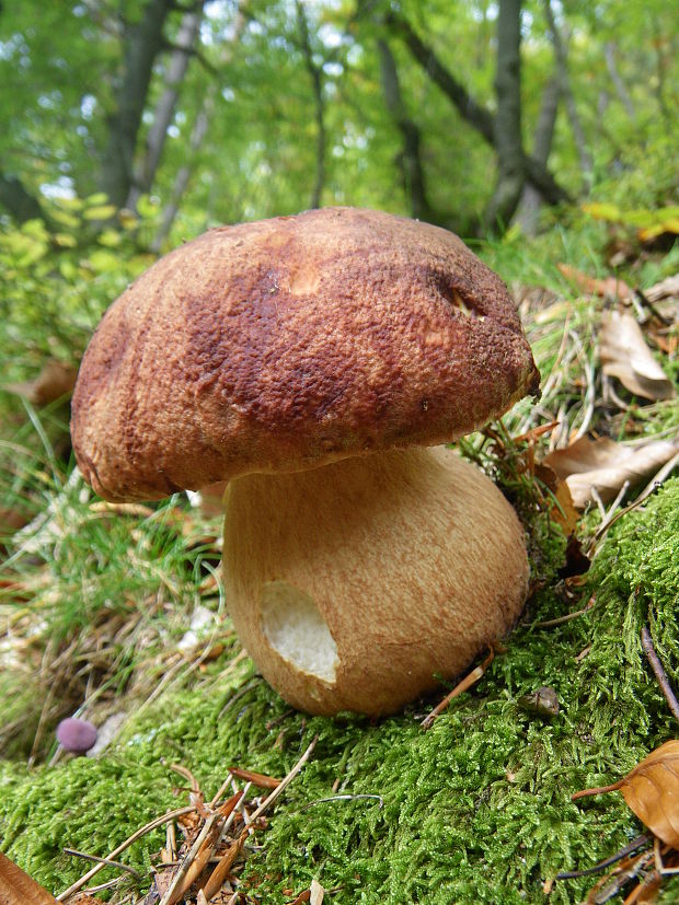 hríb sosnový Boletus pinophilus Pil. et Dermek in Pil.