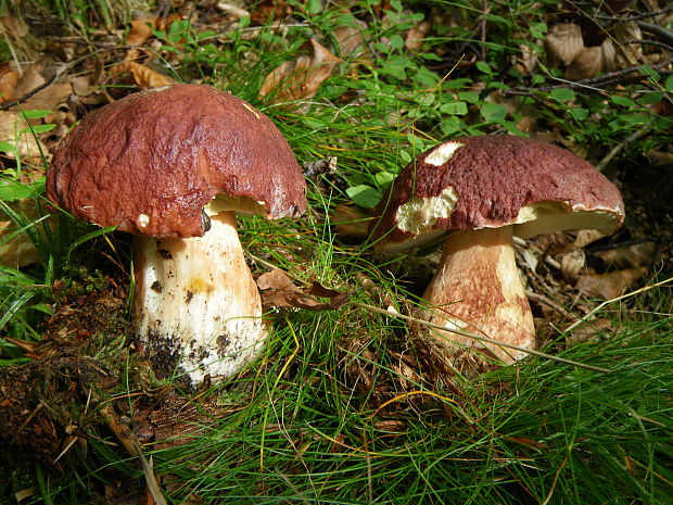 hríb sosnový Boletus pinophilus Pil. et Dermek in Pil.