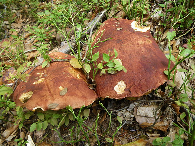 hríb sosnový Boletus pinophilus Pil. et Dermek in Pil.