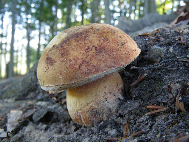 hríb sosnový Boletus pinophilus Pil. et Dermek in Pil.