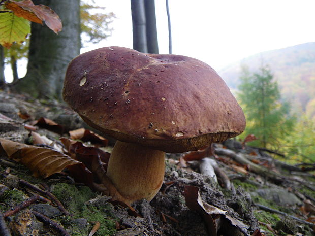 hríb sosnový Boletus pinophilus Pil. et Dermek in Pil.