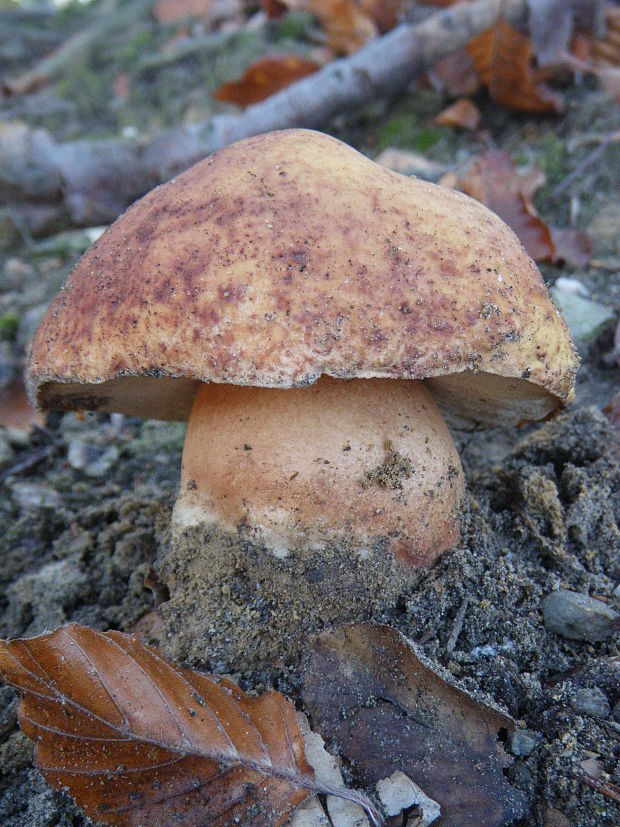 hríb sosnový Boletus pinophilus Pil. et Dermek in Pil.