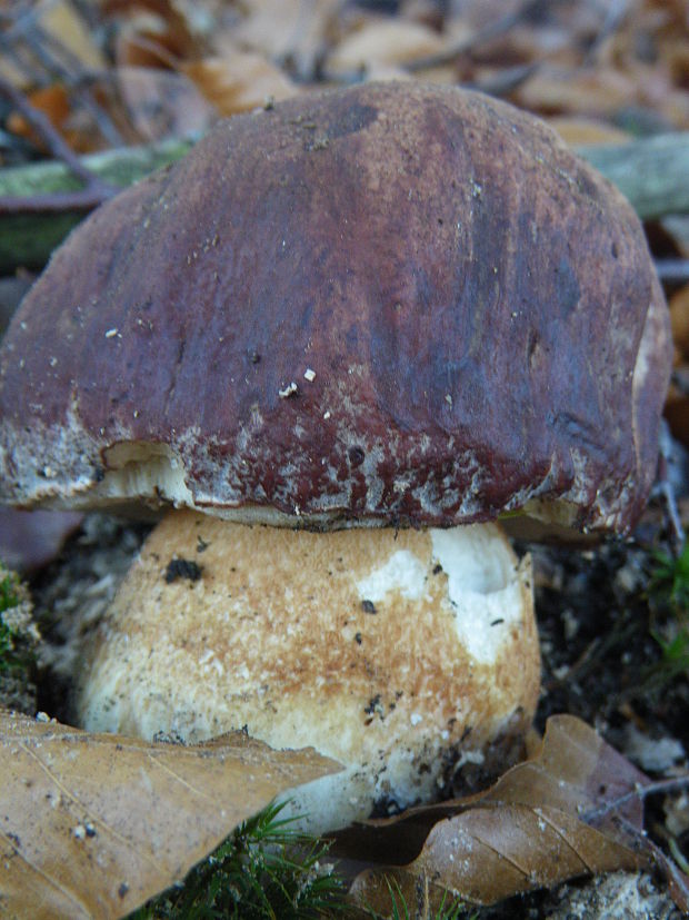 hríb sosnový Boletus pinophilus Pil. et Dermek in Pil.