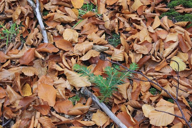 hríb sosnový Boletus pinophilus Pil. et Dermek in Pil.