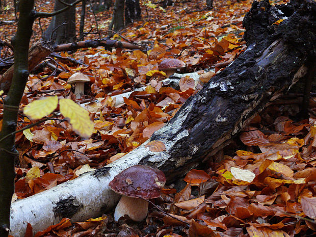 hríb sosnový Boletus pinophilus Pil. et Dermek in Pil.