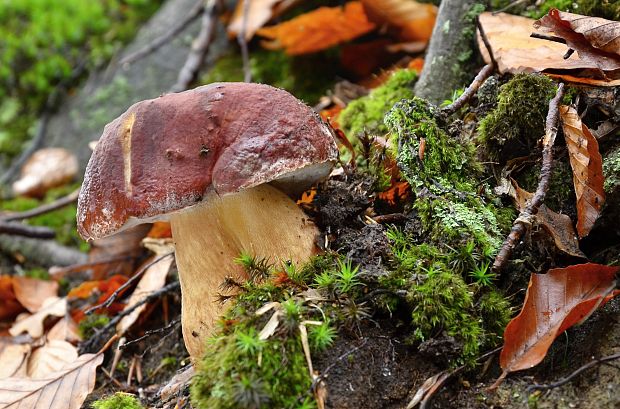 hríb sosnový Boletus pinophilus Pil. et Dermek in Pil.