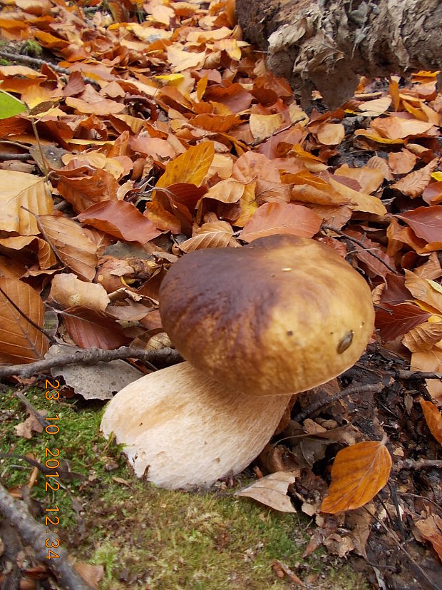 hríb dubový Boletus reticulatus Schaeff.