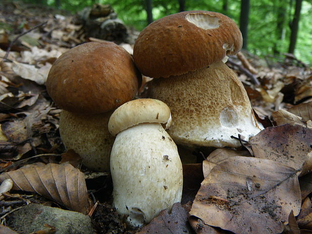 hríb dubový Boletus reticulatus Schaeff.