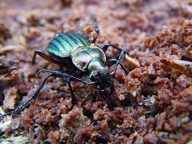 střevlík zlatolesklý Carabus auronitens Fabricius,1792