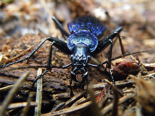 střevlík vrásčitý Carabus intricatus Linnaeus,1761