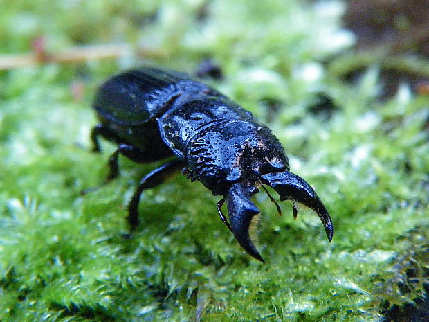 roháček horský Ceruchus chrysomelinus Hochenwarth,1785