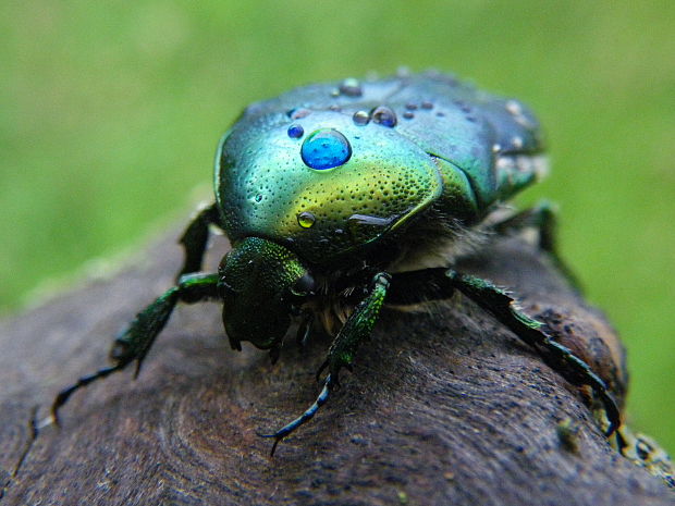 zlatohlávek zlatý Cetonia aurata Linnaeus,1758