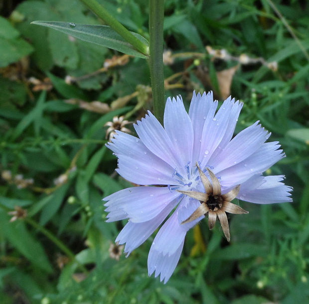 čakanka obyčajná Cichorium intybus L.