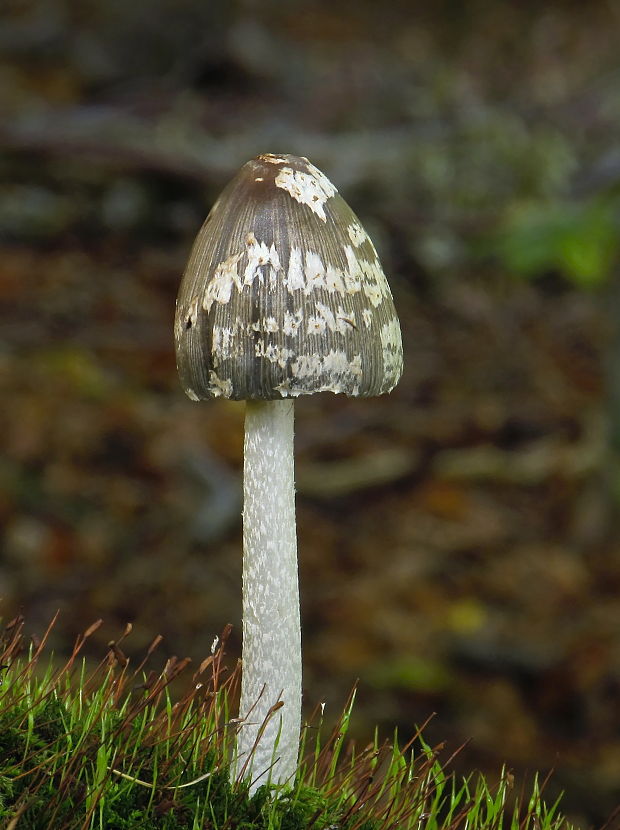 hnojník strakatý Coprinopsis picacea (Bull.) Redhead, Vilgalys & Moncalvo