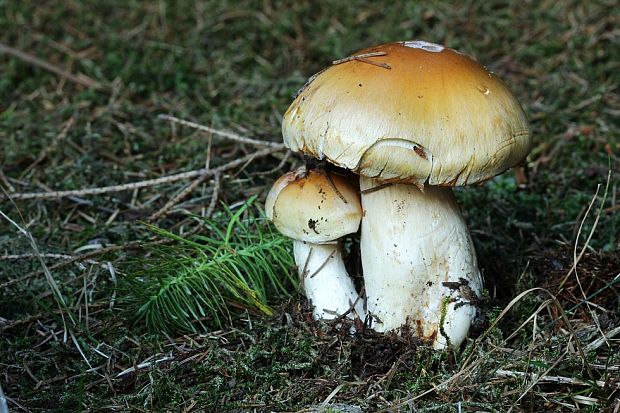 pavučinovec Cortinarius sp.